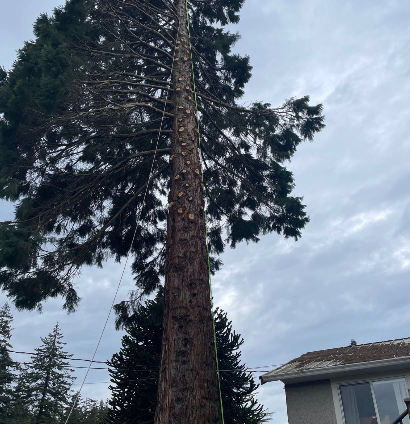 Technical tree work beside a house