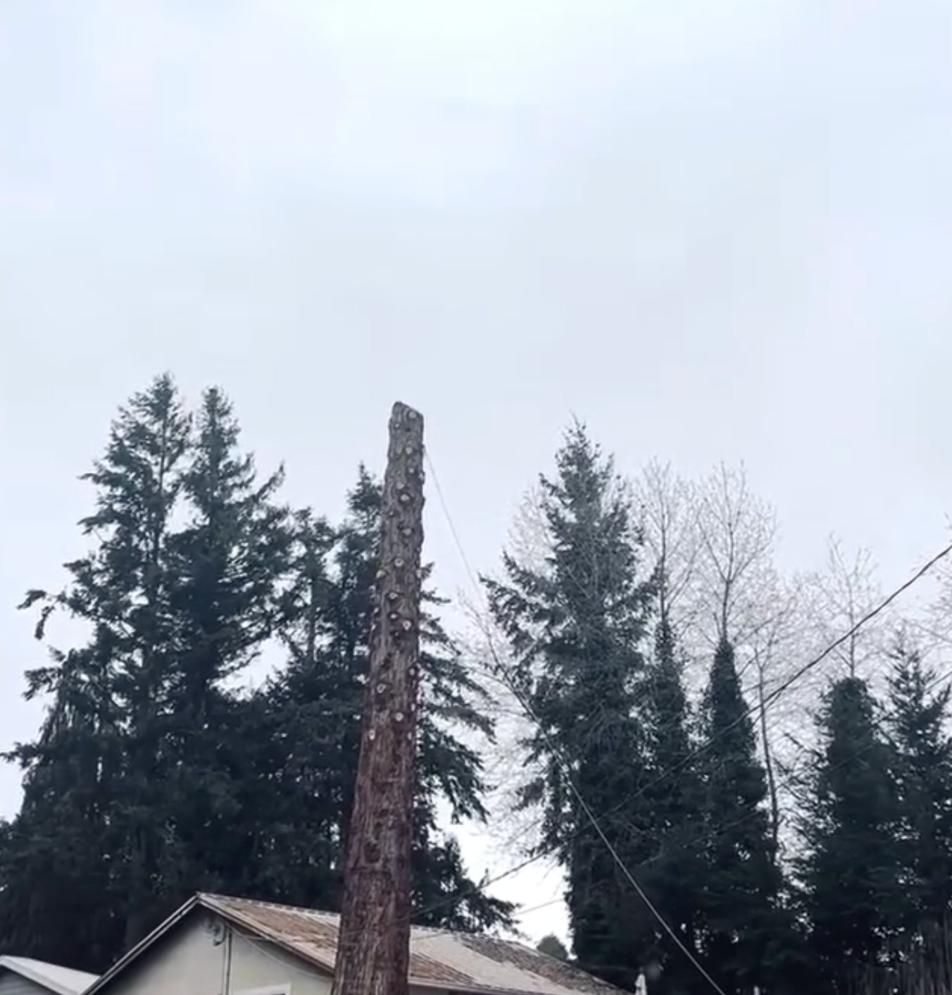 Tree removal progress near a home