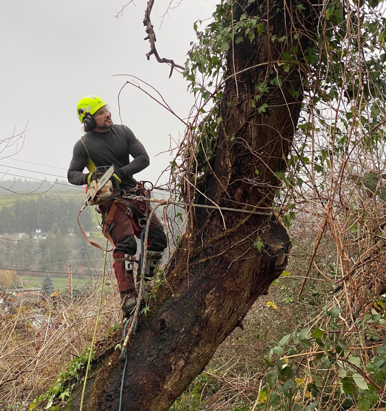 Arborist climbing a tree with chainsaw