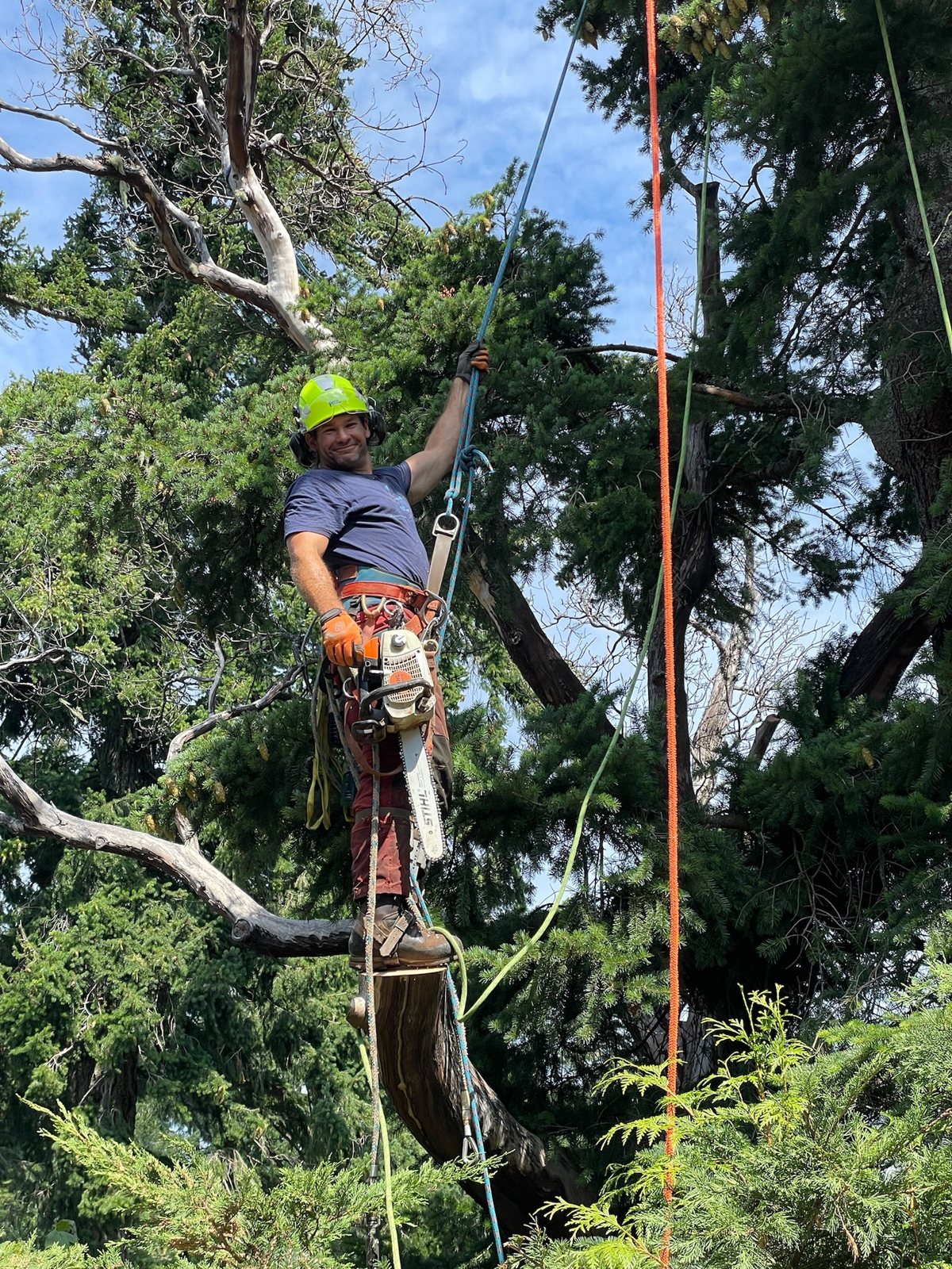 Climber working in a tree with ropes